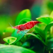 A SHRIMP - FW CHERRY Neocaridina davidi perches on green leaves underwater, its transparent legs and delicate antennae contrasting strikingly with the vibrant greenery.