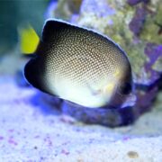 A close-up of an ANGEL - YELLOWTAIL CREAM Apolemichthys xanthurus highlights its vibrant yellowtail as it swims near coral in an aquarium, displaying small scales and a rounded body with a slightly translucent appearance against the sandy bottom.