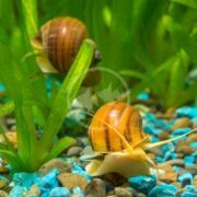 Two assorted Pomacea bridgesii mystery snails with brown, striped shells explore among green aquatic plants while light blue and brown pebbles scatter the ground, surrounded by vibrant greenery.