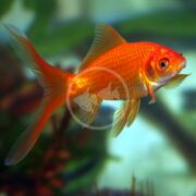 A vibrant POND FISH - GOLDFISH COMET Carassius auratus, with long, flowing fins, swims gracefully in a clear aquarium against a blurred backdrop of lush green aquatic plants.