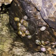 Close-up of vibrant SNAIL - NERITE MARINE Nerita sp. snails and colorful limpets clinging to a wet, rocky surface near the water, displaying shades of green, purple, and brown with natural patterns against the rugged rock.