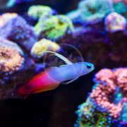 A GOBY - FIREFISH Nemateleotris magnifica with a translucent body and vibrant red tail swims near vivid coral in an aquarium, creating a visually striking underwater scene.