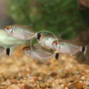 A school of TETRA - RED EYE Moenkhausia sanctaefilomenae swims gracefully above the gravel in a fish tank, their shimmering bodies and black stripes striking against lush green plants.