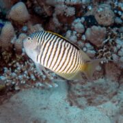 An ANGEL - ZEBRA LYRETAIL Genicanthus caudovittatus swims by a coral reef, its body featuring black and white stripes with a yellow tint near the head, set against vibrant corals and a sandy ocean floor backdrop.