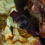 The BLENNY - CHESTNUT EYELASH, Cirripectes castaneus, a small and colorful fish with large eyes, rests on textured coral. Its vibrant red, blue, and green hues stand out against the blurred background, emphasizing its vivid colors.
