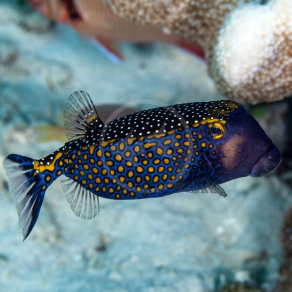 BOXFISH BLUE Ostracion Meleagris Aquatics Unlimited BOXFISH BLUE Ostracion Meleagris Aquatics Unlimited