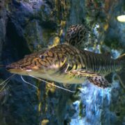 A close-up of the CATFISH - SHOVELNOSE TIGER, Pseudoplatystoma fasciatum, highlights its unique long whiskers and patterned body against a rocky aquatic backdrop.