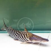 The CATFISH - TIGRINUS Brachyplatystoma tigrinus, featuring striking black and white stripes, glides gracefully in a clear aquarium. Its long whiskers extend forward against a plain teal background.