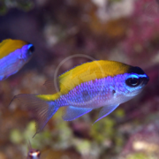 A small CHROMIS - SUNSHINE Chromis insolata with vibrant blue and yellow hues swims among blurred marine vegetation, featuring a blue body, yellow upper half, and a dark eye stripe. Another similar fish is partially visible in the background.