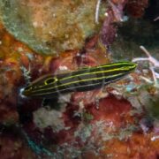 A GOBY - HECTORS Koumansetta hectori, featuring vivid yellow and black stripes, swims against a coral reef backdrop brimming with vibrant red, brown, and green hues.