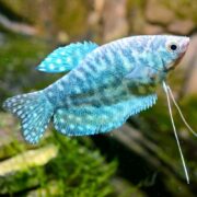 A close-up of the GOURAMI - BLUE OPALINE Trichopodus trichopterus highlights its iridescent scales and elongated ventral fins as it swims in a clear aquarium, set against a natural backdrop of green aquatic plants and rocks.