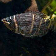 A black-banded leporinus fish with dark vertical stripes and a yellow-tipped tail swims in an aquarium with a dark background and some blurred green plants.
