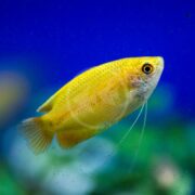A bright yellow fish with long, thin fins swims in a blue aquarium with a blurred green background.