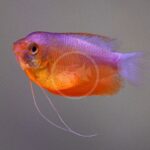 A vibrant orange and purple fish with long, thin ventral fins swims against a plain, light-colored background.