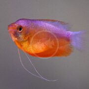 A vibrant orange and purple fish with long, thin ventral fins swims against a plain, light-colored background.