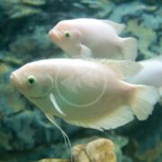 Two large, pale white fish with rounded bodies and fins swim close together in a clear aquarium, with a rocky backdrop visible behind them.