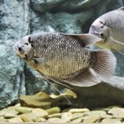 A close-up of a large, gray fish with a patterned body and long fins swimming near rocks in an aquarium, with another similar fish partially visible in the background.