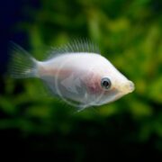 A close-up of a pale, translucent fish with a pointed mouth and large eye swimming in an aquarium, with a blurred green background of aquatic plants.