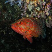 A vibrant orange GROUPER - MINIATUS Cephalopholis miniata with small blue spots swims by a coral reef. The surrounding coral, in pink and dark hues, creates a striking underwater scene.