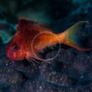 A vibrant HAWK - LYRETAIL RED Cyprinocirrhites polyactis, with a spiky dorsal fin, swims above a textured seabed. Its lighter tail stands out in motion against the dim underwater background.