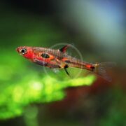 A close-up of a Boraras merah, known as the phoenix rasbora, showcases its slender body with striking red and black markings. It glides through water against a green blurred backdrop, while its translucent fin adds an ethereal touch to this captivating underwater scene.
