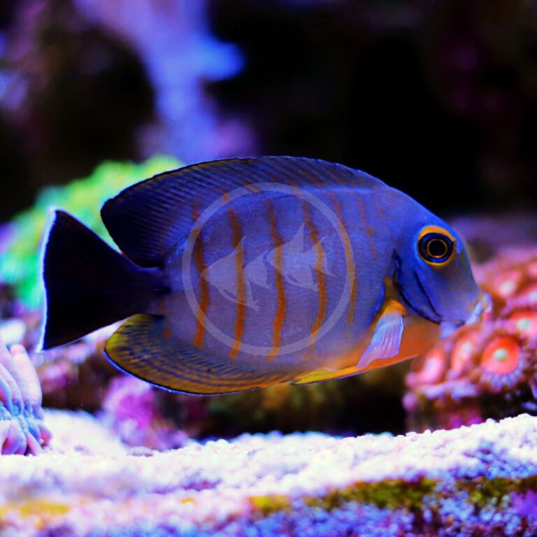 TANG - MIMIC EIBLI Acanthurus tristis - Aquatics Unlimited