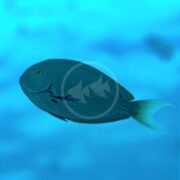 The TANG - THOMPSONS Acanthurus thompsoni, with its streamlined body, silver-gray color, and yellow eye, swims gracefully against a backdrop of blurred blue water.