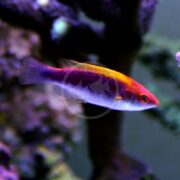 A vibrant fish resembling the WRASSE - FAIRY MULTICOLOR LUBBOCK Cirrhilabrus lubbocki, featuring a red and yellow top fin with a purple-tinted body, swims gracefully against a blurred underwater background.