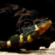 A CATFISH - BUMBLEBEE ASIAN Pseudomystus siamensis lies on sandy ground by a dark rock, displaying its vibrant black and yellow patterns with visible whiskers in clear water.