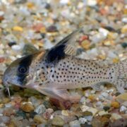A small, spotted catfish with a black stripe on its head and upright dorsal fin rests on a gravel substrate in an aquarium.