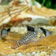 A close-up of a spotted Corydoras catfish swimming over a sandy, pebbled substrate with natural rock and green plants in the background. Another similar fish is visible in the blurred background.