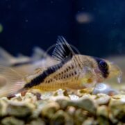 A close-up of a Corydoras catfish swimming near the bottom of an aquarium, with gravel substrate visible and a dark blue background. The fish has a patterned body with vertical stripes and barbels near its mouth.