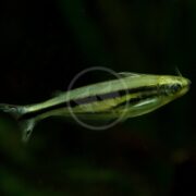 A slender African glass catfish, Pareutropius debauwi, with a silver body and distinct black stripe glides effortlessly against a dark, blurred background.
