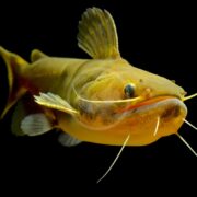The CATFISH - GULPER/OGRE (Asterophysus batrachus) elegantly swims against a black background, showcasing its long whiskers and distinctive fins.