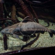 A large, gray armored fish with ridged scales swims near the gravel bottom of an aquarium, surrounded by submerged tree roots and dim lighting.