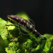 A small, dark brown and white fish with a slender body rests on a green, algae-covered leaf in an aquarium. The background is dark, highlighting the fish and the leaf.