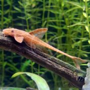 A long, orange-brown plecostomus fish with a flat body and large fins rests on a piece of driftwood in an aquarium, surrounded by green aquatic plants.