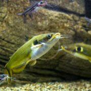 A close-up of a greenish-yellow catfish with long whiskers swimming near the gravel bottom of an aquarium, with a rocky background and other fish visible nearby.
