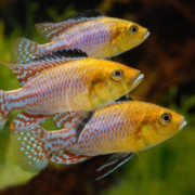 Three colorful fish with yellow heads, blue and red spotted bodies, and patterned fins swim close together against a green aquatic background.