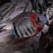 A colorful fish with a red head, blue-gray body, and dark vertical stripes swims near rocks and a piece of driftwood underwater.