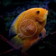 A vibrant orange and yellow fish with patterned scales swims against a dark aquatic background. Its fins and tail have blue edges, and its eye is wide and prominent.