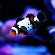 A clownfish with bold black, white, and orange coloring swims in front of a blurred, vibrant blue and purple background.