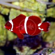A bright red clownfish with two white vertical stripes on its body swims in front of a blurry yellowish-green coral background in an aquarium.