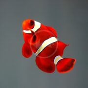A bright orange clownfish with white stripes swims against a plain gray background.
