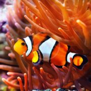 An aquacultured CLOWN - OCELLARIS Amphiprion ocellaris, showcasing vibrant orange, white, and black stripes, swims amidst flowing orange sea anemone tentacles in a colorful underwater scene.