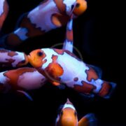 Several colorful clownfish with orange, white, and brown patterns swim together against a dark, black background. The fish have distinct patchy markings and visible fins.