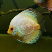 A close-up of a discus fish with a pale body, red eyes, and blue and orange markings, swimming in an aquarium with a blurred background.