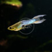 A LIVEBEARER - ENDLERS JAPANESE BLUE Poecilia wingei, with shimmering blue, yellow, and gold hues, swims against a dark backdrop. It features a streamlined body and long tail, with blurred green plants in the background.