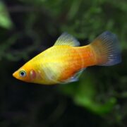 A close-up of a yellow and orange fish with translucent fins swimming in an aquarium with a green, blurred background.