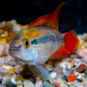 A colorful aquarium fish with vibrant red, orange, and blue markings swims above a gravel substrate, with its dorsal fin prominently raised.
